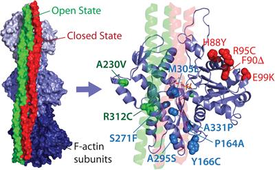 Classifying Cardiac Actin Mutations Associated With Hypertrophic Cardiomyopathy